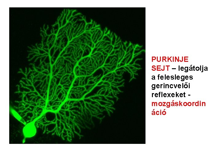 PURKINJE SEJT – legátolja a felesleges gerincvelői reflexeket - mozgáskoordin áció 