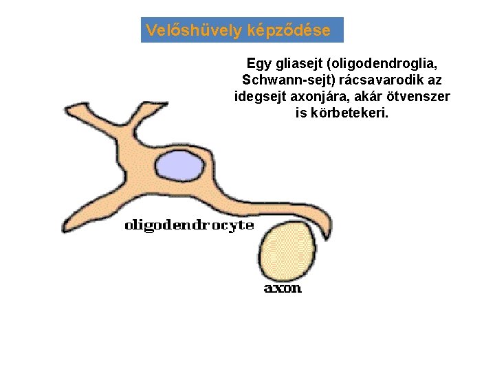 Velőshüvely képződése Egy gliasejt (oligodendroglia, Schwann-sejt) rácsavarodik az idegsejt axonjára, akár ötvenszer is körbetekeri.