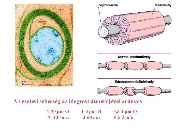 A vezetési sebesség az idegrost átmérőjével arányos 1 -20 µm Ø 70 -120 m/s