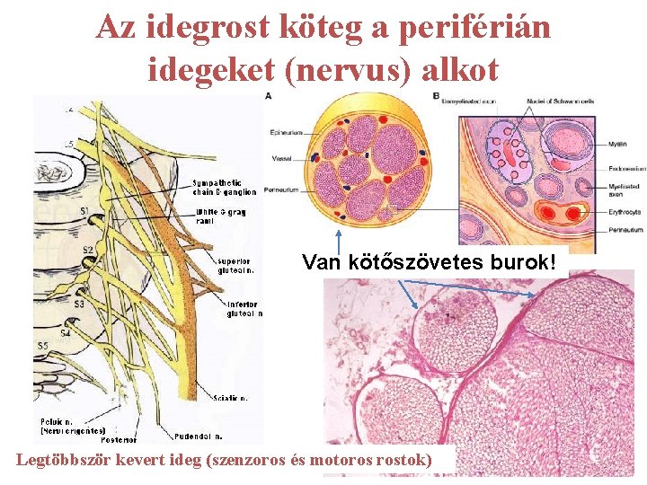 Az idegrost köteg a periférián idegeket (nervus) alkot Van kötőszövetes burok! Legtöbbször kevert ideg