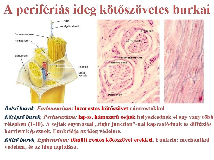 A perifériás ideg kötőszövetes burkai Belső burok, Endoneurium: lazarostos kötőszövet rácsrostokkal Középső burok, Perineurium: A perifériás ideg kötőszövetes burkai Belső burok, Endoneurium: lazarostos kötőszövet rácsrostokkal Középső burok, Perineurium: