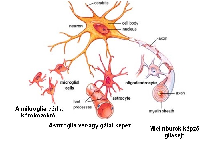 A mikroglia véd a kórokozóktól Asztroglia vér-agy gátat képez Mielinburok-képző gliasejt 