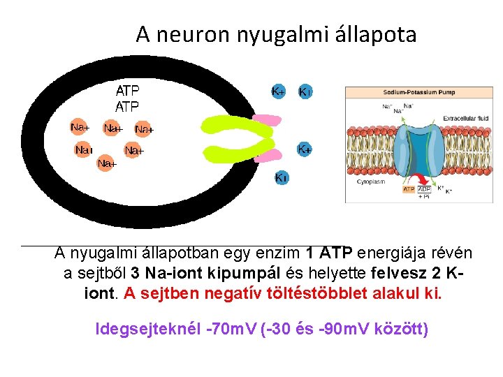 A neuron nyugalmi állapota A nyugalmi állapotban egy enzim 1 ATP energiája révén a