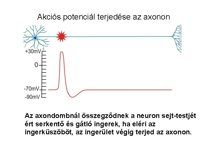 Akciós potenciál terjedése az axonon Az axondombnál összegződnek a neuron sejt-testjét ért serkentő és