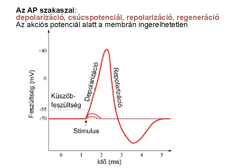 Az AP szakaszai: depolarizáció, csúcspotenciál, repolarizáció, regeneráció Az akciós potenciál alatt a membrán ingerelhetetlen Az AP szakaszai: depolarizáció, csúcspotenciál, repolarizáció, regeneráció Az akciós potenciál alatt a membrán ingerelhetetlen