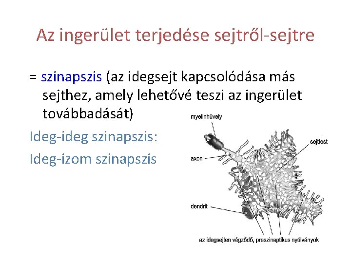 Az ingerület terjedése sejtről-sejtre = szinapszis (az idegsejt kapcsolódása más sejthez, amely lehetővé teszi