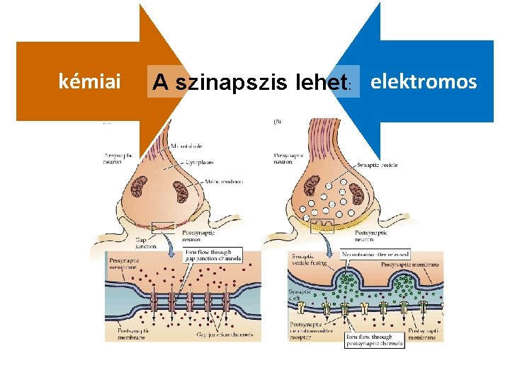 kémiai A szinapszis lehet: elektromos kémiai A szinapszis lehet: elektromos