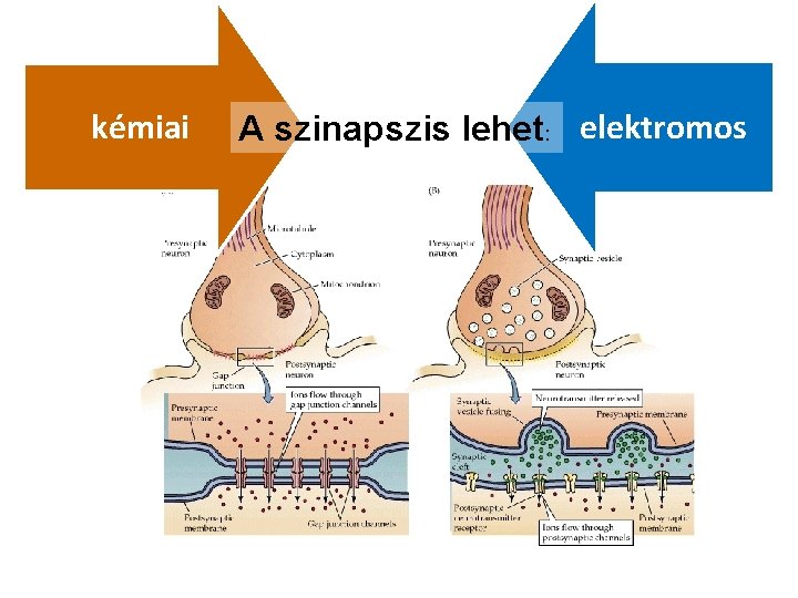 kémiai A szinapszis lehet: elektromos 