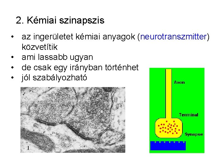 2. Kémiai szinapszis • az ingerületet kémiai anyagok (neurotranszmitter) közvetítik • ami lassabb ugyan 2. Kémiai szinapszis • az ingerületet kémiai anyagok (neurotranszmitter) közvetítik • ami lassabb ugyan