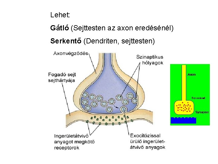 Lehet: Gátló (Sejttesten az axon eredésénél) Serkentő (Dendriten, sejttesten) 