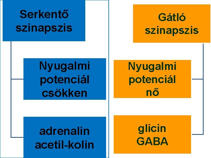 Serkentő szinapszis Gátló szinapszis Nyugalmi potenciál csökken Nyugalmi potenciál nő adrenalin acetil-kolin glicin GABA Serkentő szinapszis Gátló szinapszis Nyugalmi potenciál csökken Nyugalmi potenciál nő adrenalin acetil-kolin glicin GABA