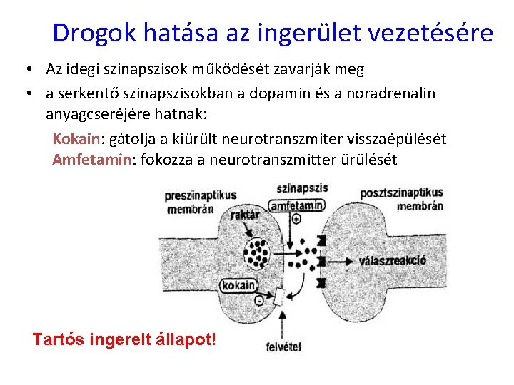 Drogok hatása az ingerület vezetésére • Az idegi szinapszisok működését zavarják meg • a Drogok hatása az ingerület vezetésére • Az idegi szinapszisok működését zavarják meg • a