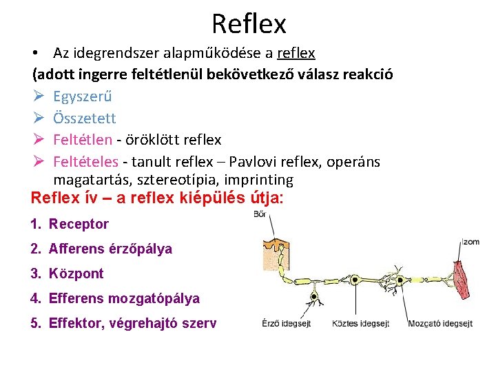 Reflex • Az idegrendszer alapműködése a reflex (adott ingerre feltétlenül bekövetkező válasz reakció Ø