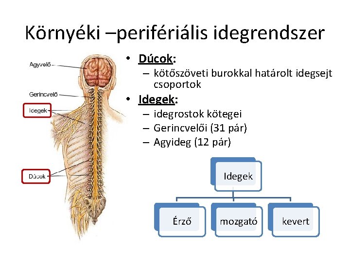 Környéki –perifériális idegrendszer • Dúcok: – kötőszöveti burokkal határolt idegsejt csoportok • Idegek: –