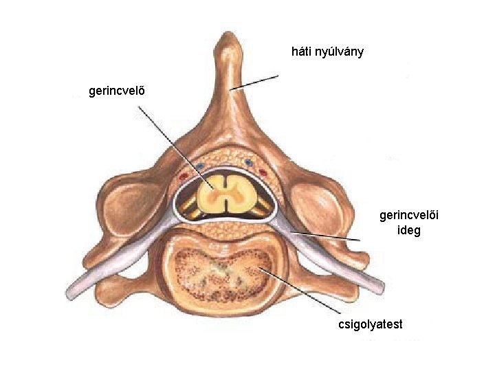 háti nyúlvány gerincvelői ideg csigolyatest 