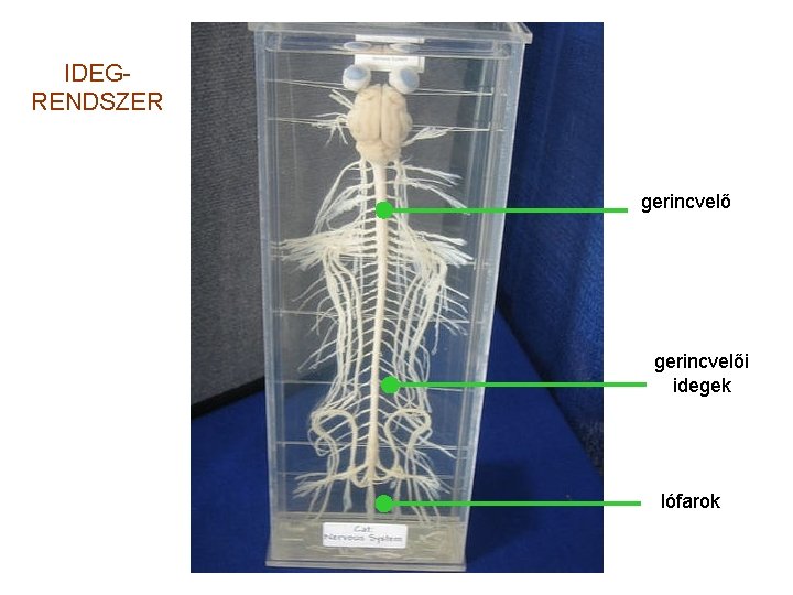 IDEGRENDSZER gerincvelői idegek lófarok 