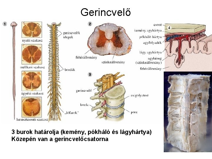 Gerincvelő 3 burok határolja (kemény, pókháló és lágyhártya) Közepén van a gerincvelőcsatorna Gerincvelő 3 burok határolja (kemény, pókháló és lágyhártya) Közepén van a gerincvelőcsatorna