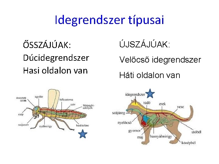 Idegrendszer típusai ŐSSZÁJÚAK: Dúcidegrendszer Hasi oldalon van ÚJSZÁJÚAK: Velőcső idegrendszer Háti oldalon van 