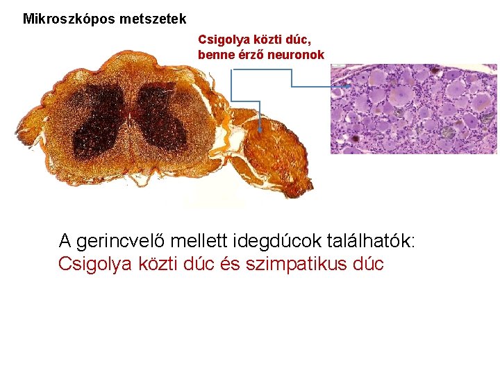 Mikroszkópos metszetek Csigolya közti dúc, benne érző neuronok A gerincvelő mellett idegdúcok találhatók: Csigolya