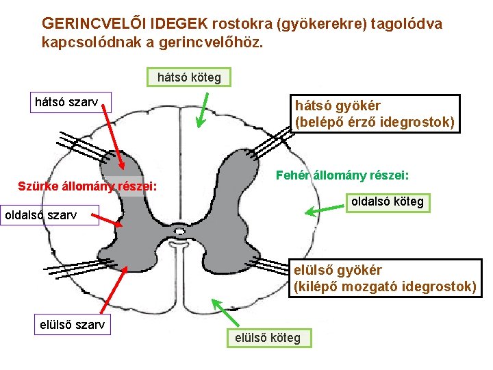 GERINCVELŐI IDEGEK rostokra (gyökerekre) tagolódva kapcsolódnak a gerincvelőhöz. hátsó köteg hátsó szarv Szürke állomány