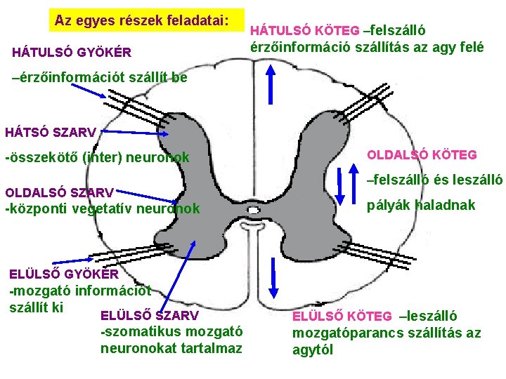 Az egyes részek feladatai: HÁTULSÓ GYÖKÉR HÁTULSÓ KÖTEG –felszálló érzőinformáció szállítás az agy felé Az egyes részek feladatai: HÁTULSÓ GYÖKÉR HÁTULSÓ KÖTEG –felszálló érzőinformáció szállítás az agy felé