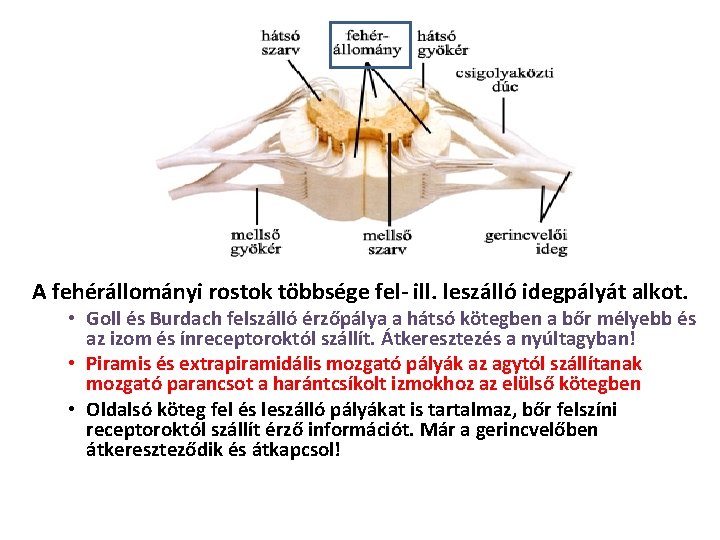 A fehérállományi rostok többsége fel- ill. leszálló idegpályát alkot. • Goll és Burdach felszálló A fehérállományi rostok többsége fel- ill. leszálló idegpályát alkot. • Goll és Burdach felszálló