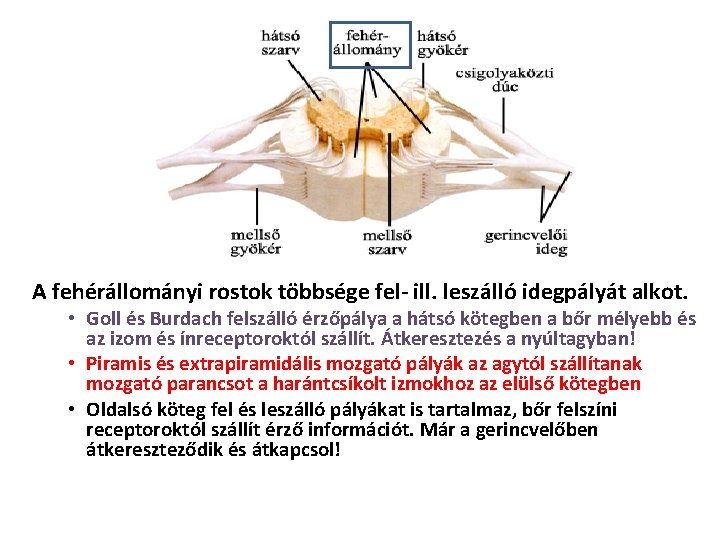 A fehérállományi rostok többsége fel- ill. leszálló idegpályát alkot. • Goll és Burdach felszálló