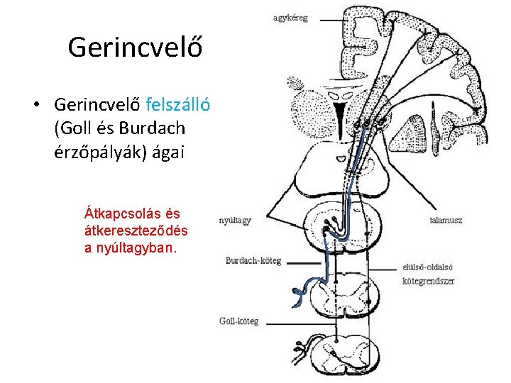 Gerincvelő • Gerincvelő felszálló (Goll és Burdach érzőpályák) ágai Átkapcsolás és átkereszteződés a nyúltagyban.