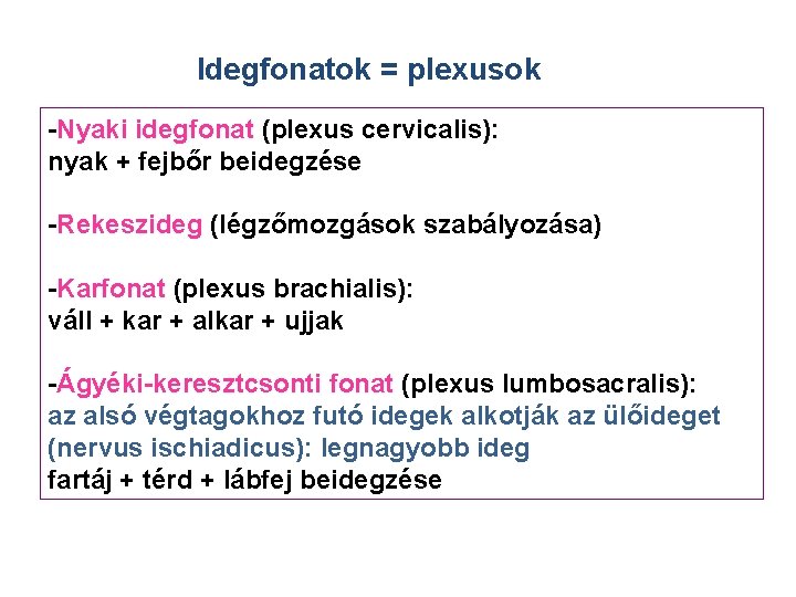 Idegfonatok = plexusok -Nyaki idegfonat (plexus cervicalis): nyak + fejbőr beidegzése -Rekeszideg (légzőmozgások szabályozása)