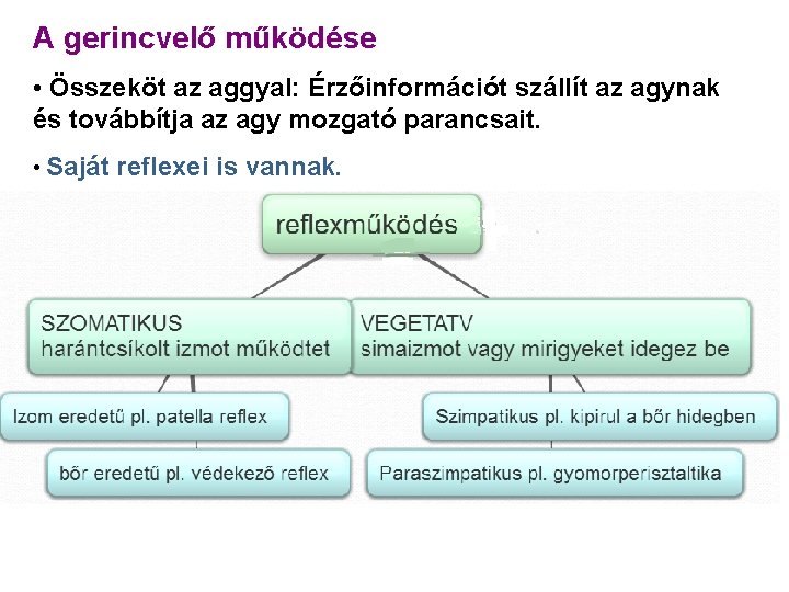 A gerincvelő működése • Összeköt az aggyal: Érzőinformációt szállít az agynak és továbbítja az