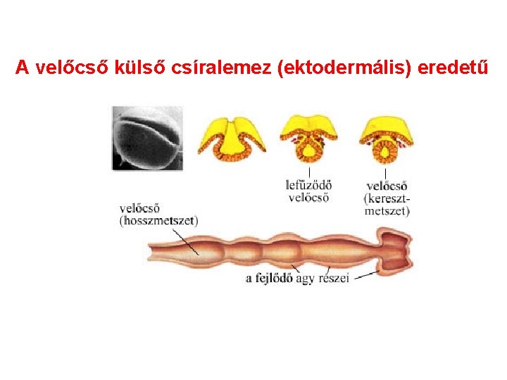 A velőcső külső csíralemez (ektodermális) eredetű A velőcső külső csíralemez (ektodermális) eredetű