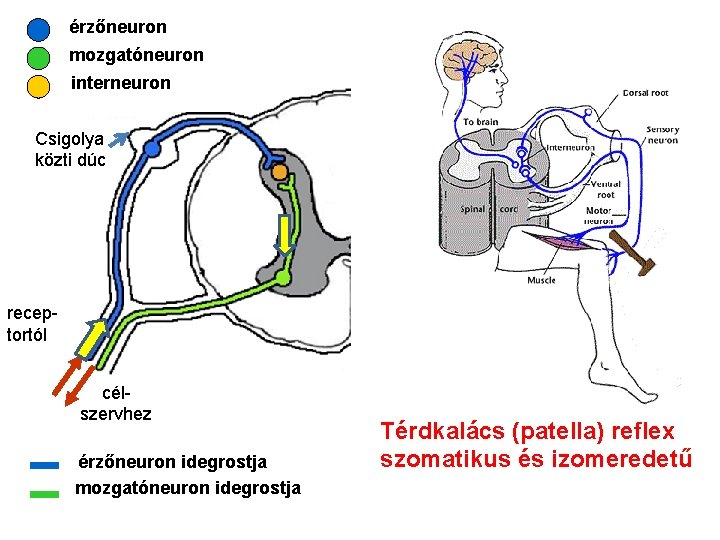 érzőneuron mozgatóneuron interneuron Csigolya közti dúc receptortól célszervhez érzőneuron idegrostja mozgatóneuron idegrostja Térdkalács (patella)