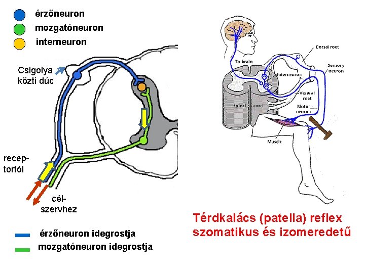 érzőneuron mozgatóneuron interneuron Csigolya közti dúc receptortól célszervhez érzőneuron idegrostja mozgatóneuron idegrostja Térdkalács (patella) érzőneuron mozgatóneuron interneuron Csigolya közti dúc receptortól célszervhez érzőneuron idegrostja mozgatóneuron idegrostja Térdkalács (patella)