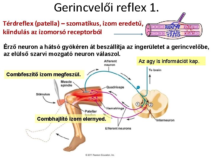 Gerincvelői reflex 1. Térdreflex (patella) – szomatikus, izom eredetű, kiindulás az izomorsó receptorból Érző