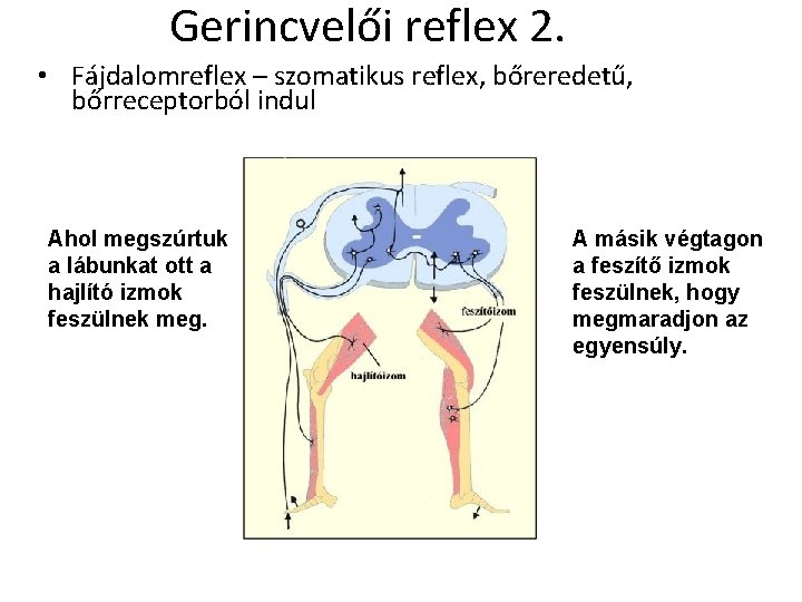 Gerincvelői reflex 2. • Fájdalomreflex – szomatikus reflex, bőreredetű, bőrreceptorból indul Ahol megszúrtuk a