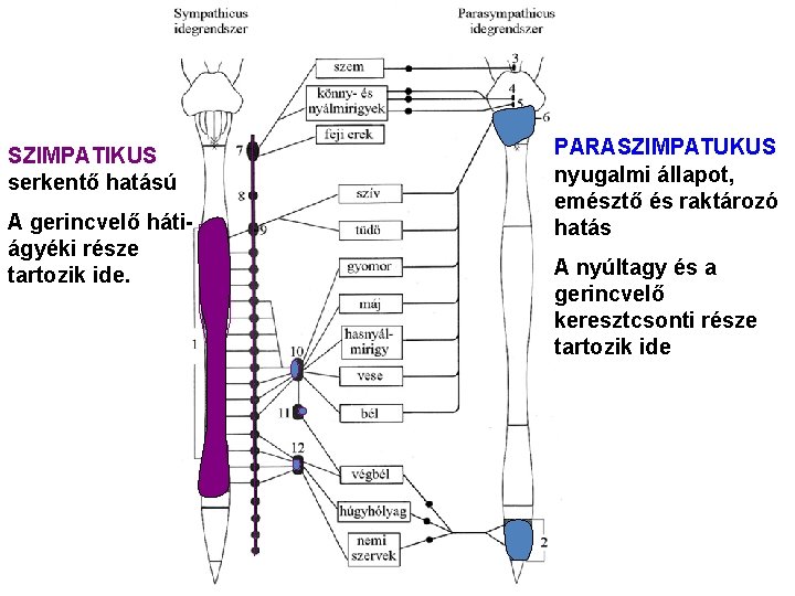 SZIMPATIKUS serkentő hatású A gerincvelő hátiágyéki része tartozik ide. PARASZIMPATUKUS nyugalmi állapot, emésztő és SZIMPATIKUS serkentő hatású A gerincvelő hátiágyéki része tartozik ide. PARASZIMPATUKUS nyugalmi állapot, emésztő és