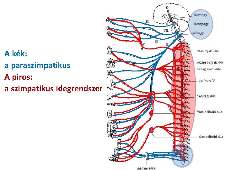 A kék: a paraszimpatikus A piros: a szimpatikus idegrendszer 
