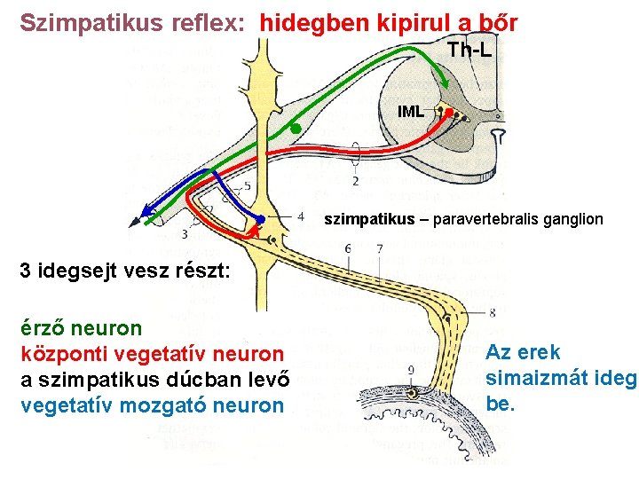 Szimpatikus reflex: hidegben kipirul a bőr Th-L IML szimpatikus – paravertebralis ganglion 3 idegsejt