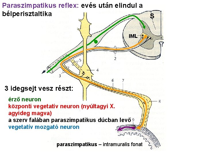 Paraszimpatikus reflex: evés után elindul a bélperisztaltika S IML 3 idegsejt vesz részt: érző