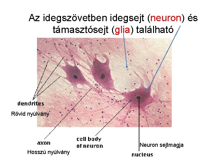 Az idegszövetben idegsejt (neuron) és támasztósejt (glia) található Rövid nyúlvány Neuron sejtmagja Hosszú nyúlvány