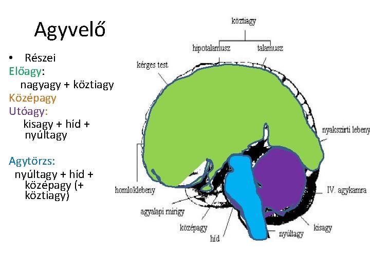 Agyvelő • Részei Előagy: nagyagy + köztiagy Középagy Utóagy: kisagy + híd + nyúltagy Agyvelő • Részei Előagy: nagyagy + köztiagy Középagy Utóagy: kisagy + híd + nyúltagy