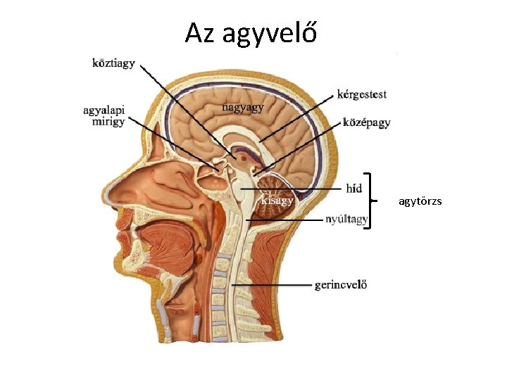 Az agyvelő agytörzs Az agyvelő agytörzs
