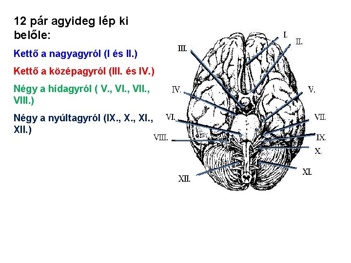 12 pár agyideg lép ki belőle: Kettő a nagyagyról (I és II. ) Kettő