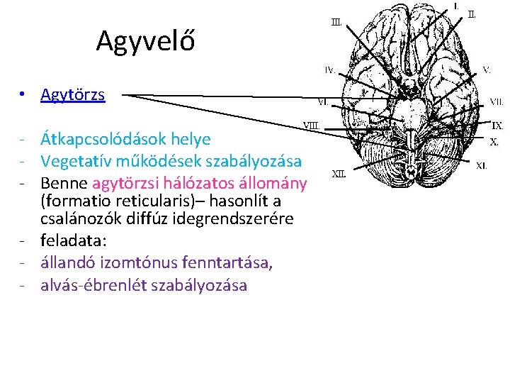 Agyvelő • Agytörzs - Átkapcsolódások helye - Vegetatív működések szabályozása - Benne agytörzsi hálózatos