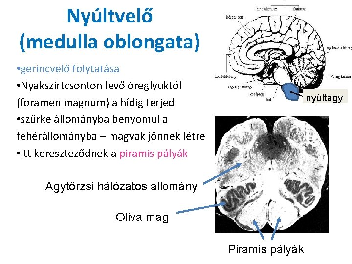 Nyúltvelő (medulla oblongata) • gerincvelő folytatása • Nyakszirtcsonton levő öreglyuktól (foramen magnum) a hídig