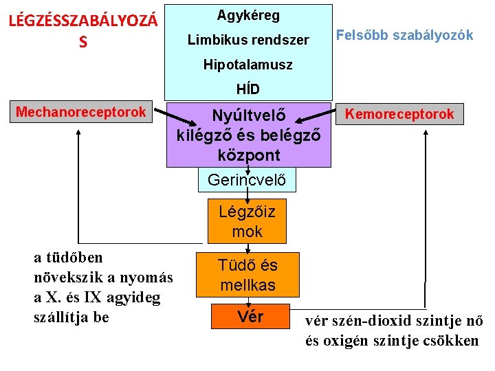 LÉGZÉSSZABÁLYOZÁ S Agykéreg Limbikus rendszer Felsőbb szabályozók Hipotalamusz HÍD Mechanoreceptorok Nyúltvelő kilégző és belégző