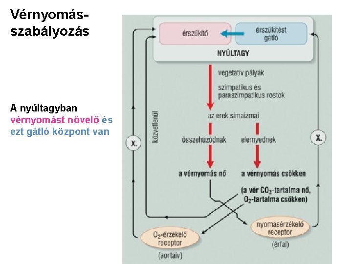 Vérnyomásszabályozás A nyúltagyban vérnyomást növelő és ezt gátló központ van 