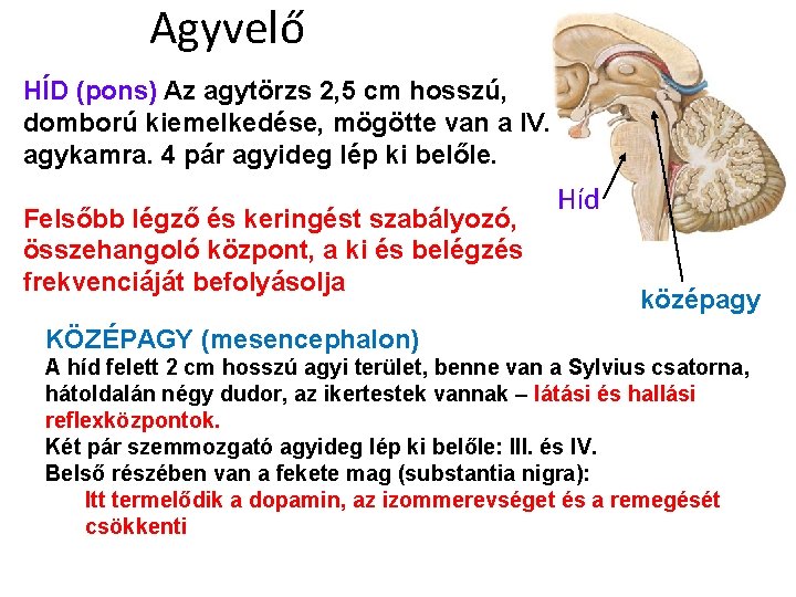 Agyvelő HÍD (pons) Az agytörzs 2, 5 cm hosszú, domború kiemelkedése, mögötte van a