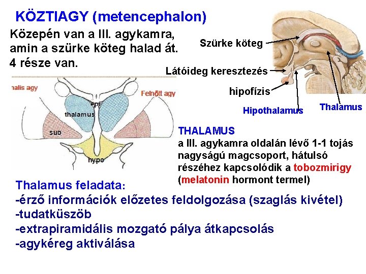KÖZTIAGY (metencephalon) Közepén van a III. agykamra, amin a szürke köteg halad át. 4 KÖZTIAGY (metencephalon) Közepén van a III. agykamra, amin a szürke köteg halad át. 4