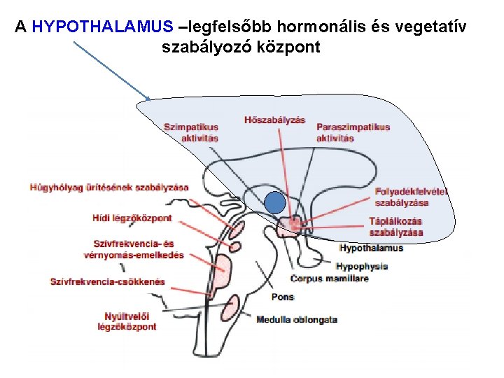 A HYPOTHALAMUS –legfelsőbb hormonális és vegetatív szabályozó központ A HYPOTHALAMUS –legfelsőbb hormonális és vegetatív szabályozó központ
